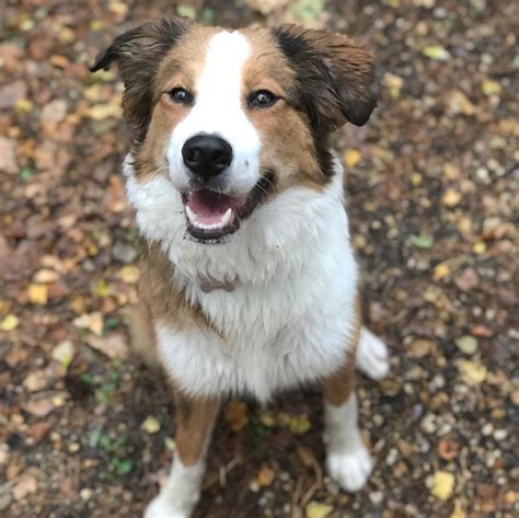 hermes border collies|bordernese mountain collie.